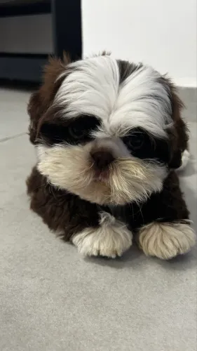 Filhote de shihtzu