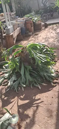 Pé de Planta Chifre de Veado Grande