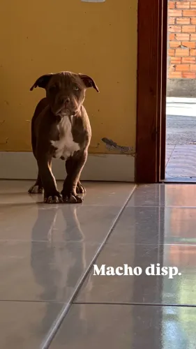 Filhotes Pit monster 
