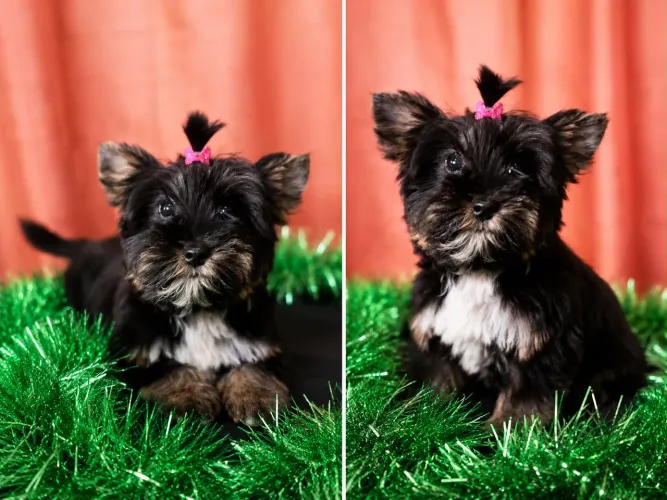 ? FILHOTE YORKSHIRE FÊMEA COM PEDIGREE - PRONTA PARA O NOVO LAR! ?