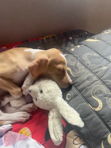 Doação de cão porte médio 6 meses