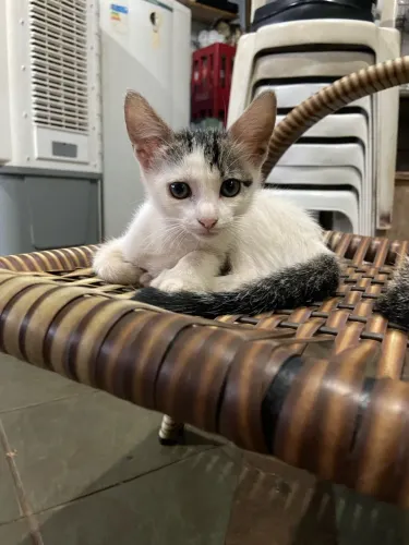 Adoção responsável gatinha