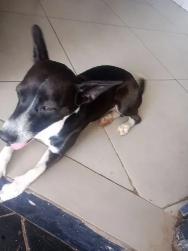 Doação de pet 