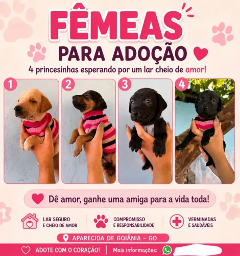  ADOÇÃO: Fêmeas mestiças de fila brasileiro com SRD 