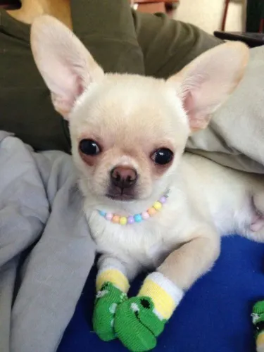 Chihuahua A alegria que te espera todo dia