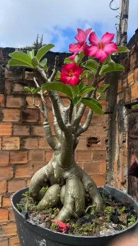 Lindas rosas do deserto