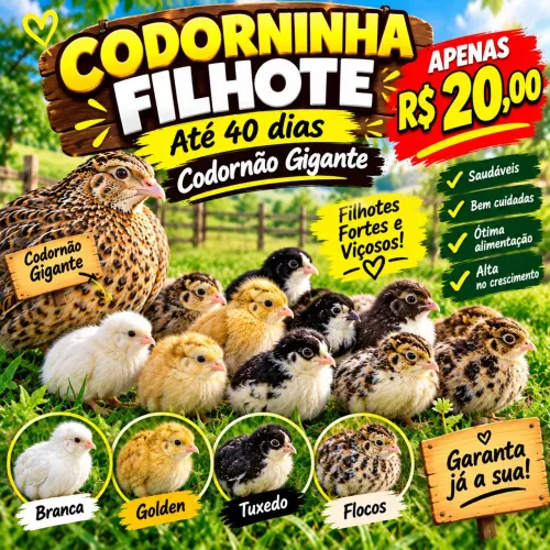 Codornao gigante macho