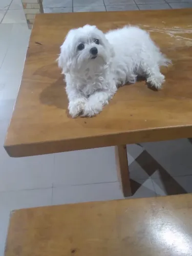 Cachorra maltês