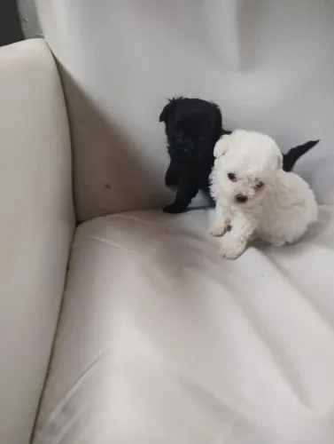 Poodle mini toy