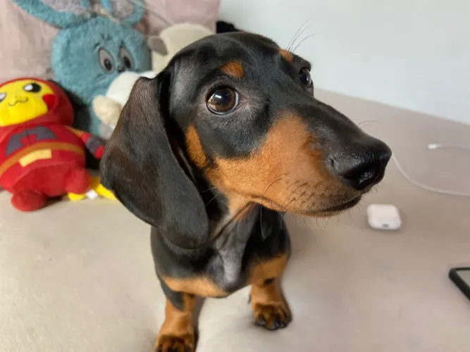 Filhote de Dachshund preto e canela