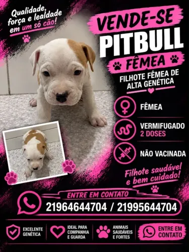 Filhotes de pitbull fêmea