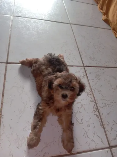 Filhote Yorkshire  com poodle fêmeas 