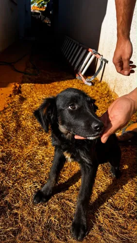 Filhote fêmea cruza entre rottweiler e golden retriever
