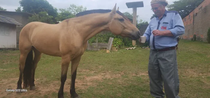 Barbada vendo cavalo Crioulo baio cabos negro