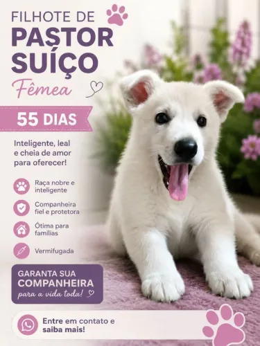 Pastor Suíço Fêmea 55 dias 