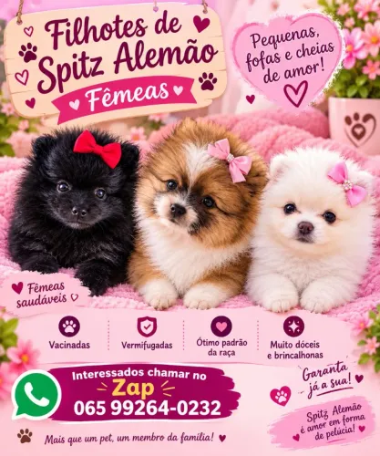 Spitz alemao fêmeas