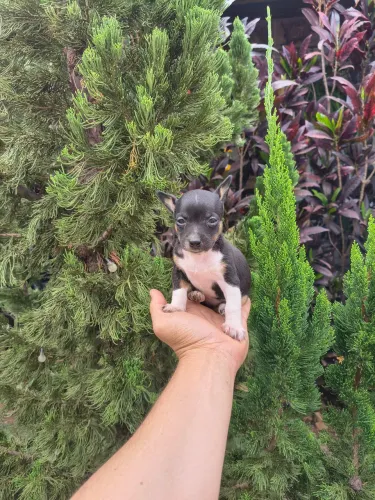 Pinscher 0 Fêmea e Macho Disponível 