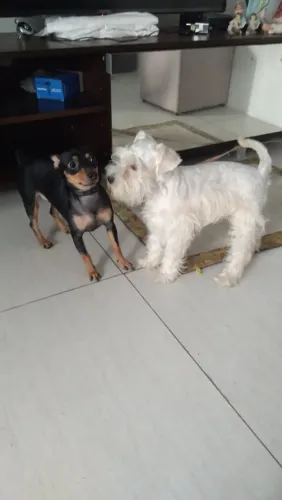 Schnauzer miniatura 