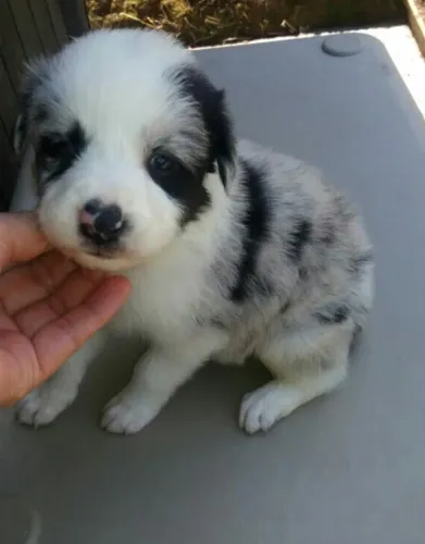 Border Collie com Contrato de Compra e Venda e Garantias de Saúde
