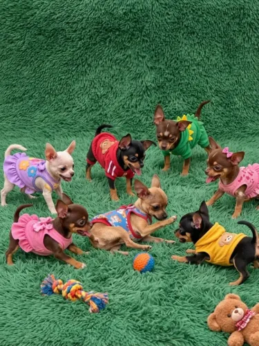 Os menores e mais lindos filhotinhos de pinscher miniatura zerinho. Feminha e machinho 