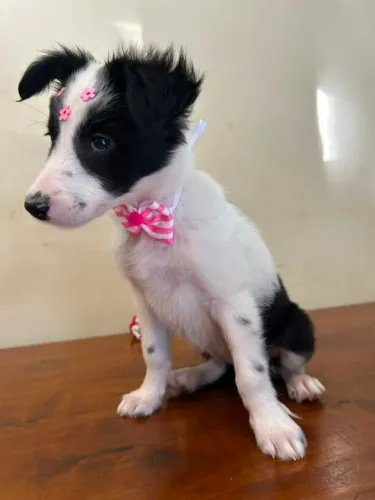 OPORTUNIDADE DE ADQUIRIR SEU FILHOTE DE BORDER COLLIE
