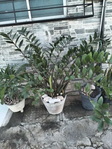 Zamiaculca ?