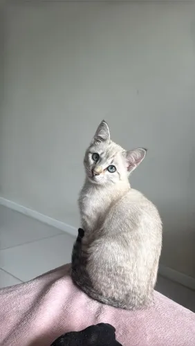 Animais