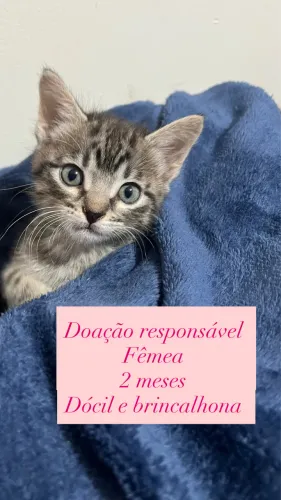 Doação responsável