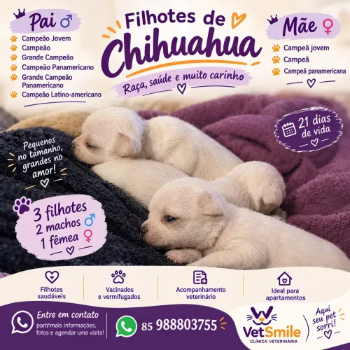 Filhote de chiuahua 