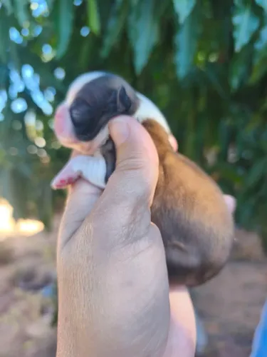 Shih Tzu