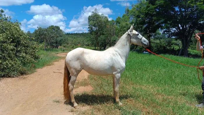Venda de cavalo