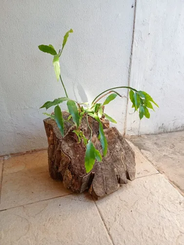 Tronco samambaia e Cacto Orquidea