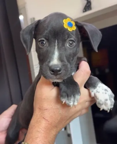 Pitbull fêmea e macho com kit grátis 