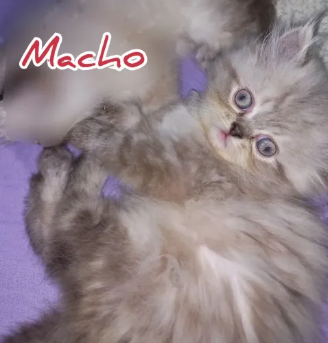 Filhote de Gatos Persas