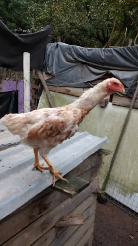 Galinha índia 