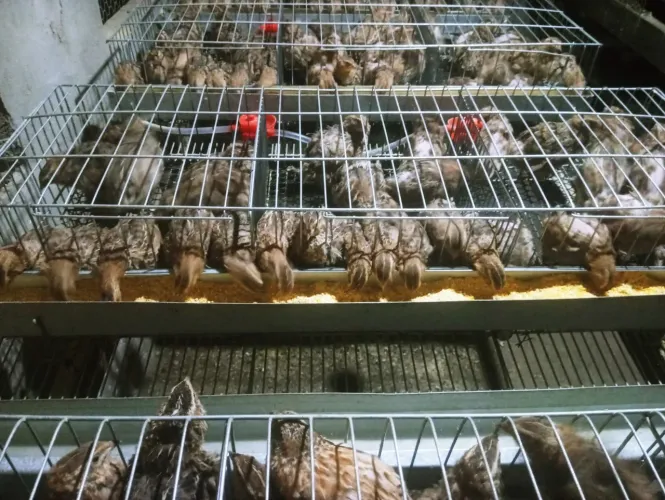 Vendo codornas japonicas 