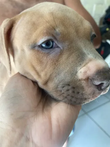 Vendo filhote de American bully fêmea 