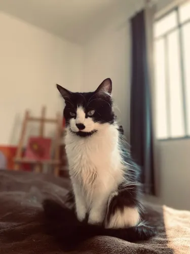 Gata adulta muito dócil