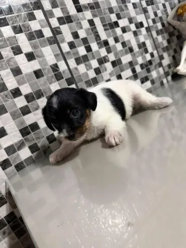 Filhote de Jack Russel fêmea disponível