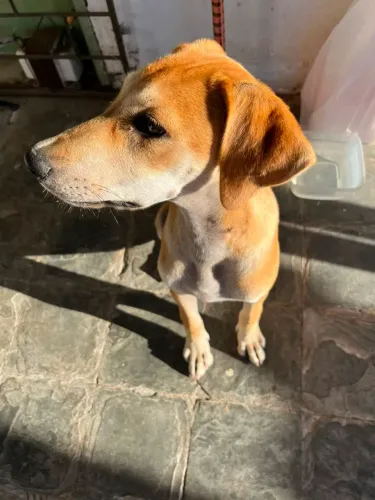Cachorra doação 