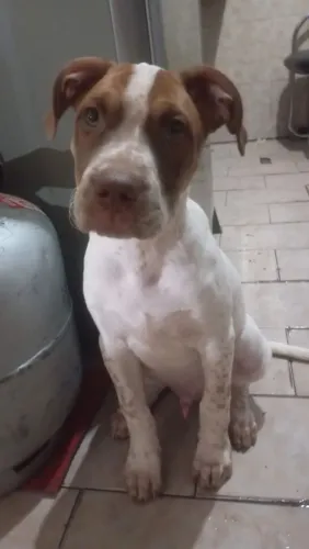 Vendo esse filhote de Pit Bull 3 meses