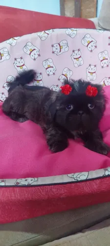 Fêmea shihtzu filhote