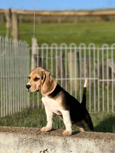 BEAGLES PERFEITOS