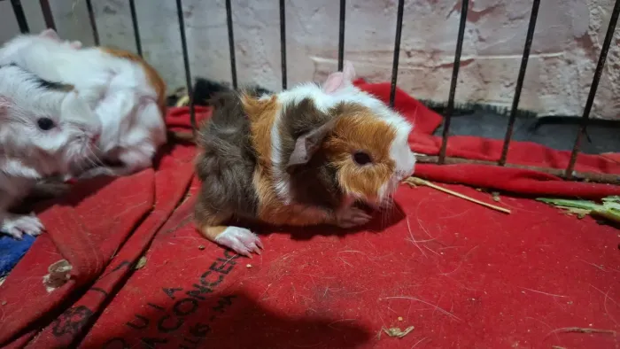 Porquinho da Índia