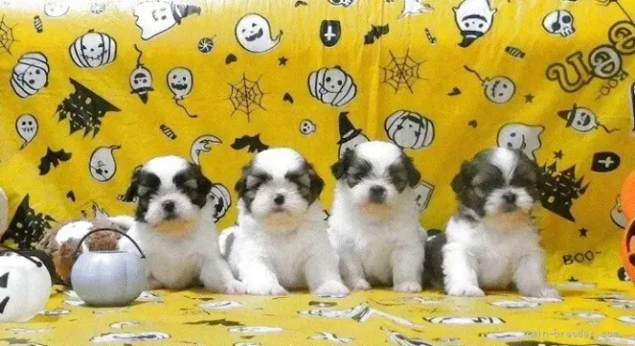 Filhote de cachorro Shih tzu/ shihtzu pelagem macia e cheia de charme