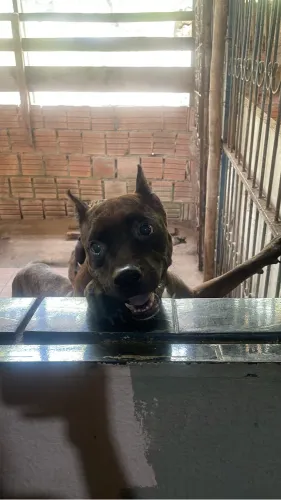 Doa-se Pitbull fêmea castrada