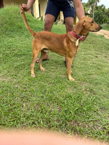 Cão beagle com americano