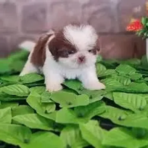 Shih Tzu "Realeza também gosta de colo."