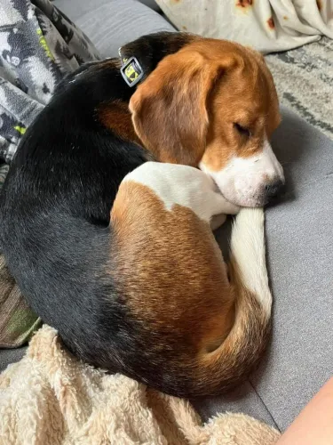 Beagle Para quem quer um cachorro de companhia