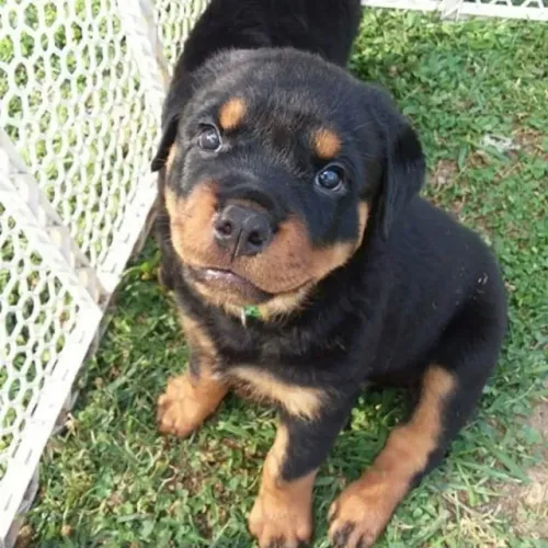 Rottweiler Afeto que inspira bem-estar